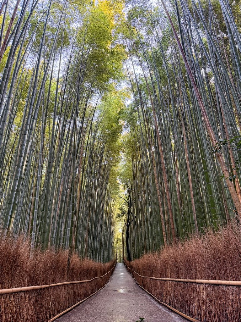 A path running through a tall bamboo grove in morning light