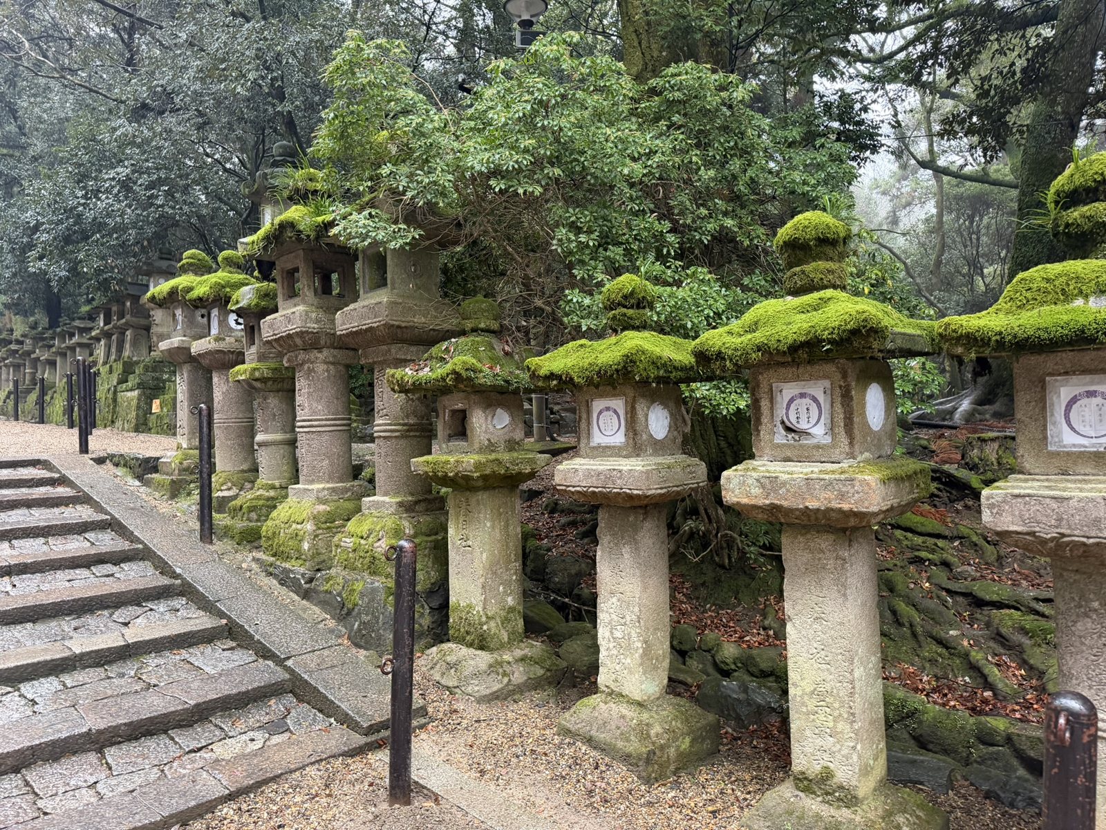 Moss-covered stone lanterns lining a path at Kasuga Taisha