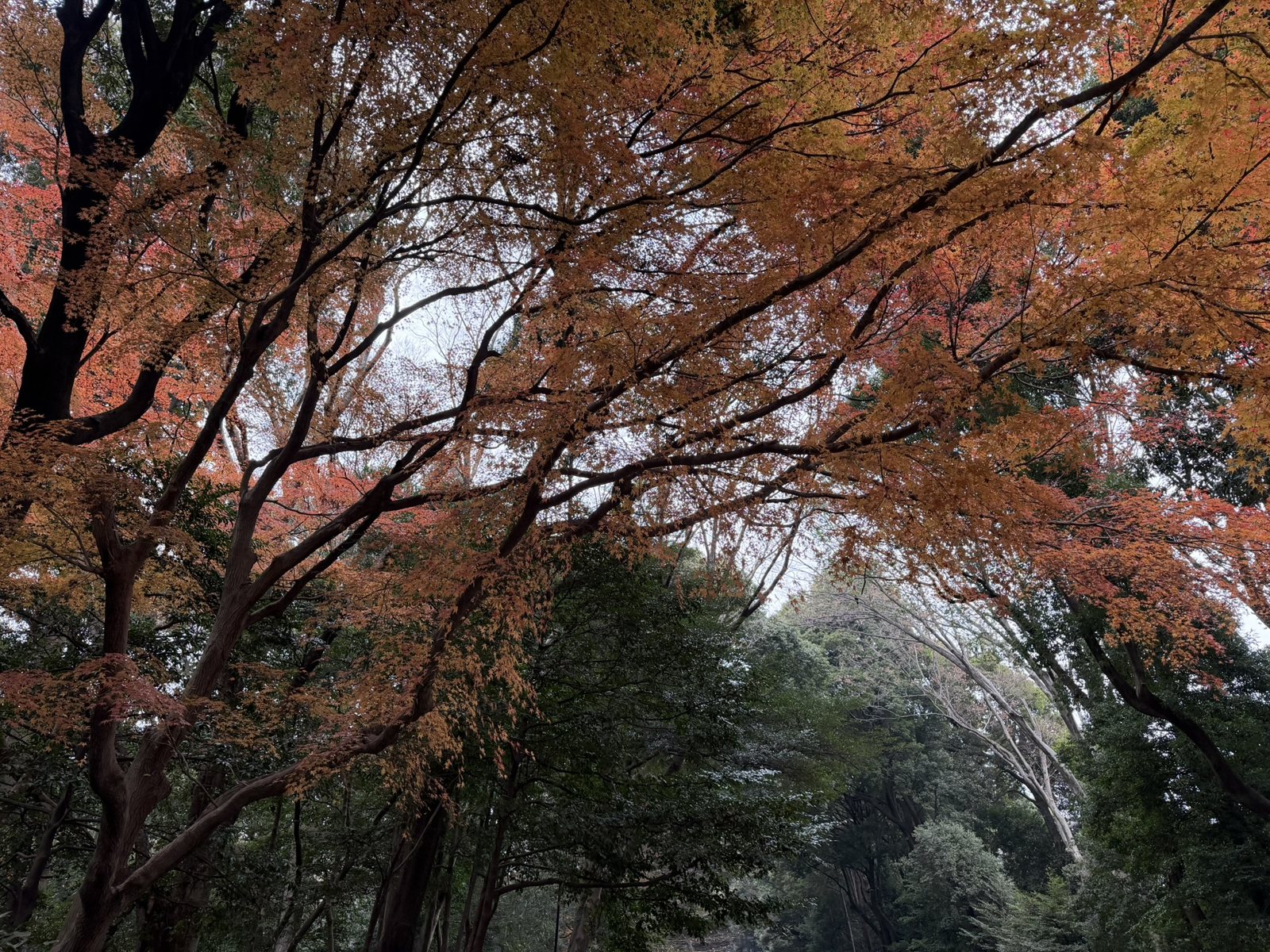 Orange and red maple leaves over the path through the Meiji Jingu forest