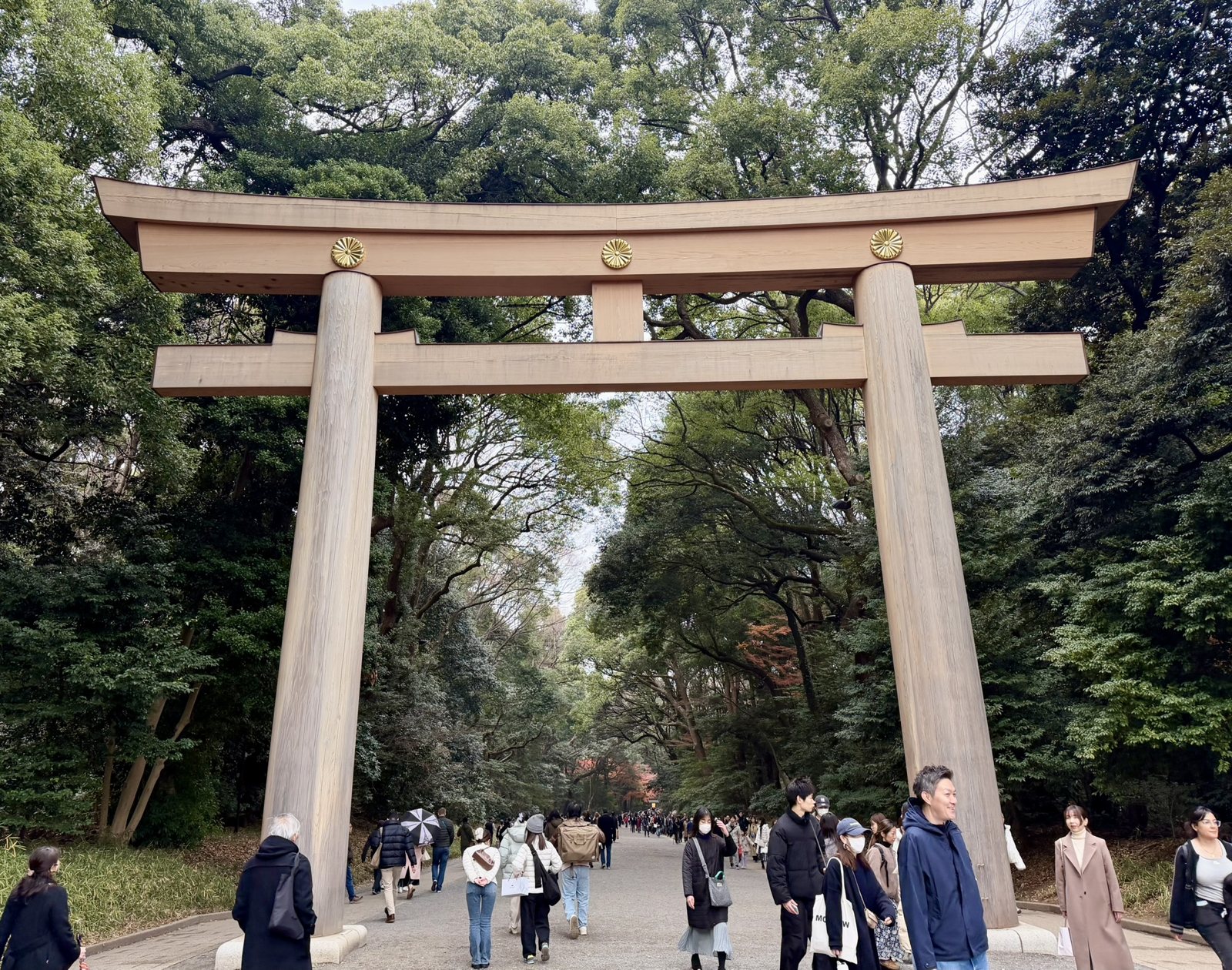 The great wooden torii at Meiji Jingu, with the imperial chrysanthemum crest on the crossbeam