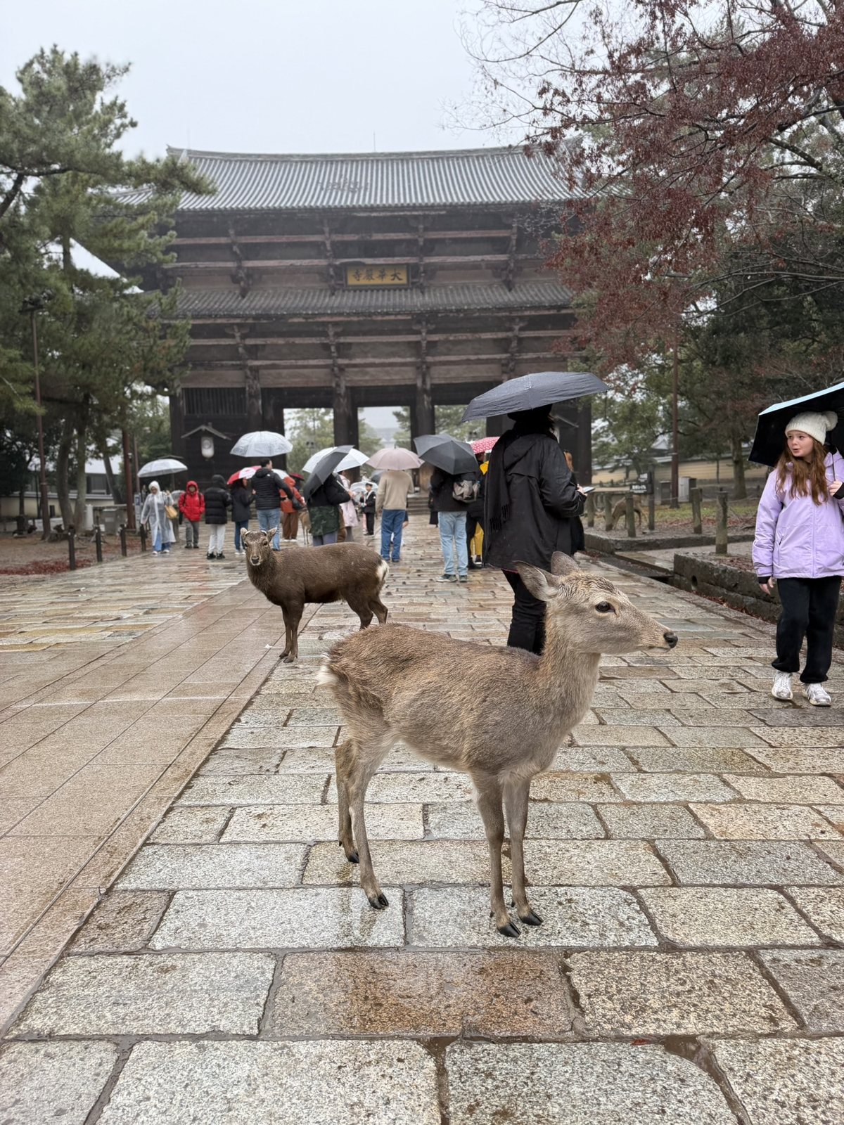 Two deer on a wet stone path in front of the Great South Gate of Tōdai-ji