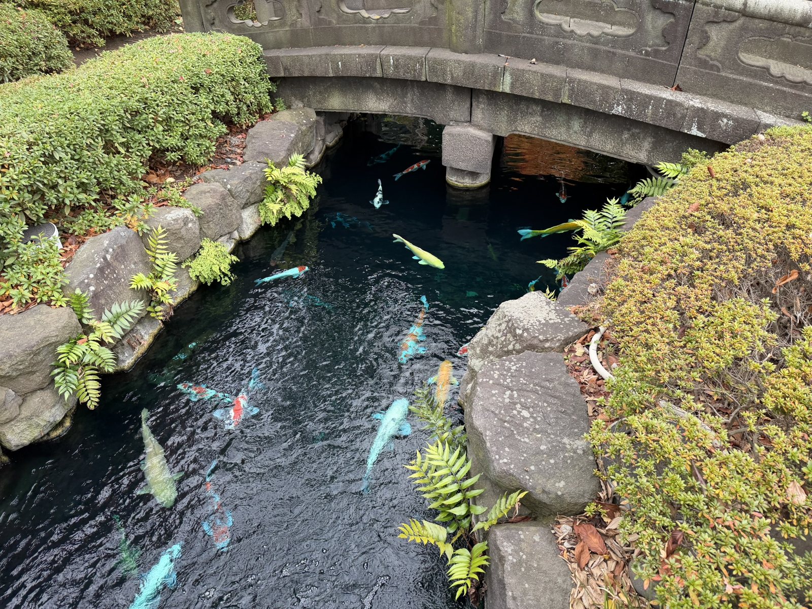 Koi swimming in a dark pond under an arched stone bridge