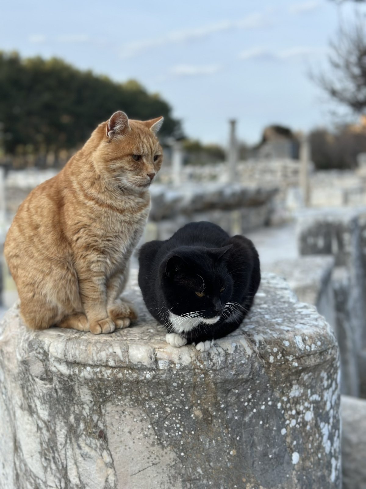 A ginger cat and a black-and-white cat sitting on a marble column drum at Ephesus