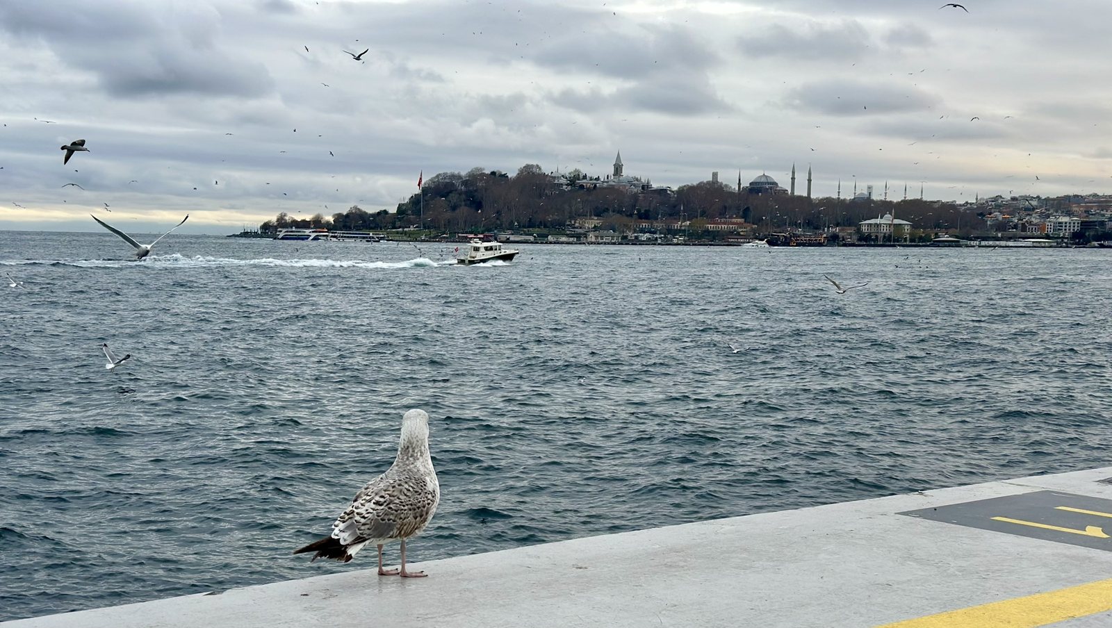 Seagull on a pier, with the historic peninsula of Istanbul across the water