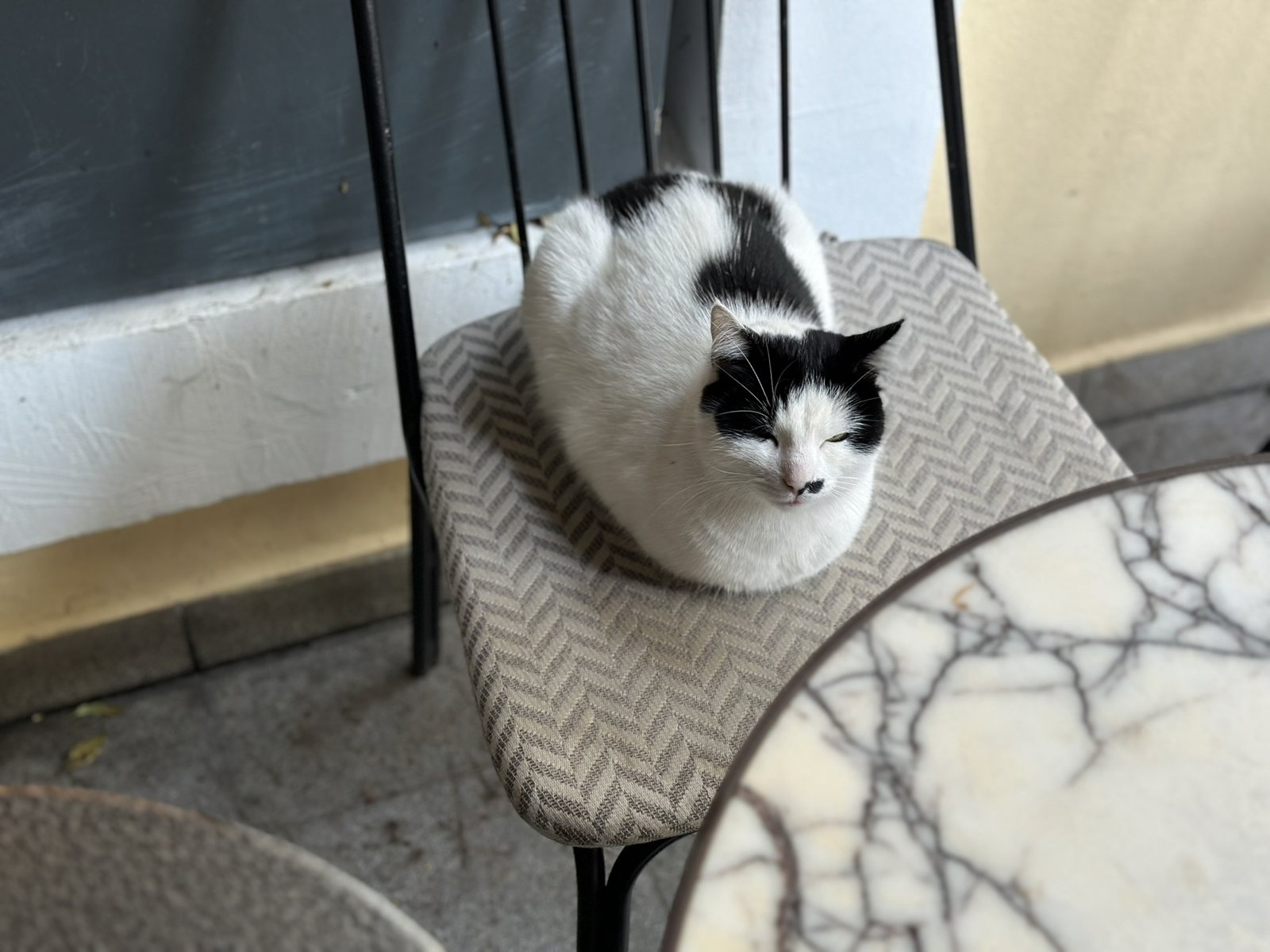 A black-and-white cat asleep on a café chair